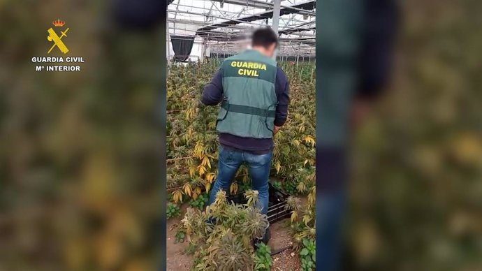 Un agente de la Guardia Civil en una de las plantaciones intervenidas en Chipiona.