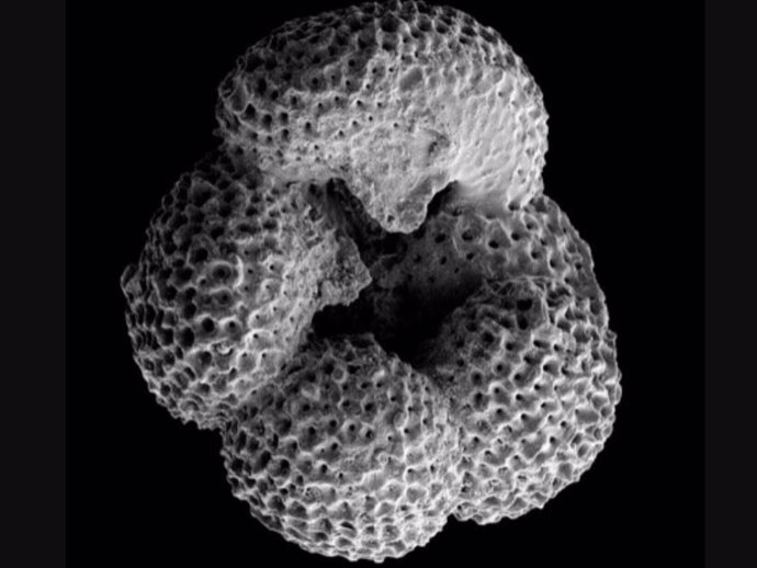 Las forams son pequeñas y fusiformes. Este foramen pertenece a la especie Dentoglobigerina altispira, que se extinguió hace unos 3 millones de años, posiblemente debido a la expansión de la capa de hielo del hemisferio norte.