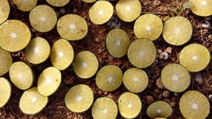 Un estudio determina que el tratamiento con azufre reduciría la formación de pepitas en la mandarina Nadorcott