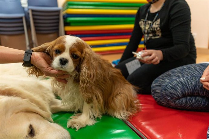 Archivo - Un estudio confirma los beneficios de la terapia con perros