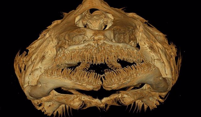 Imagen de tomografía computarizada del cráneo de Horaglanis populi en vista frontal.