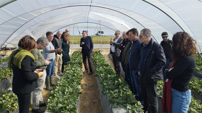 Visita del Grupo de la Fresa a uno de los campos de fresa de Huelva.