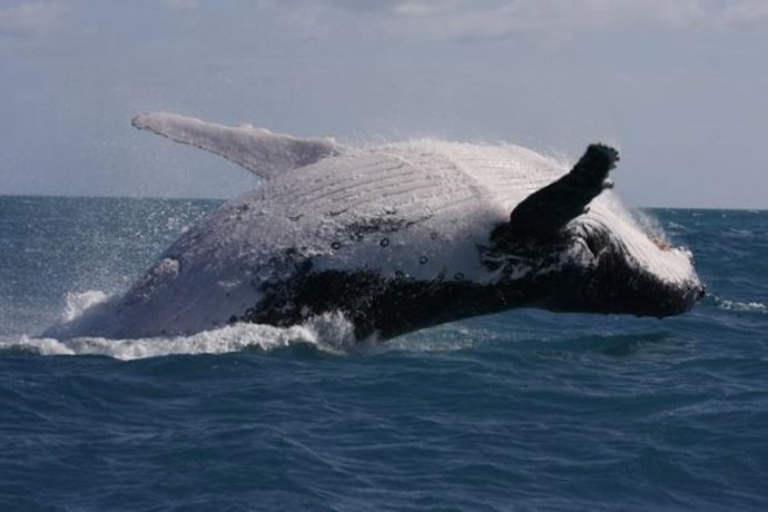 Una ballena jorobada adulta migra a lo largo de la costa oriental de Australia.