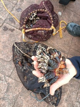 Percebes decomisados en A Coruña