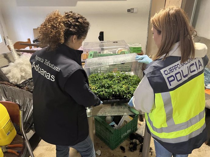 Agentes de la Policia Nacional de Alicante y la Agencia Tributaria han desmantelado una organización que supuestamente se dedicaba al contrabando de tabaco, al cultivo de marihuana y al tráfico de drogas.