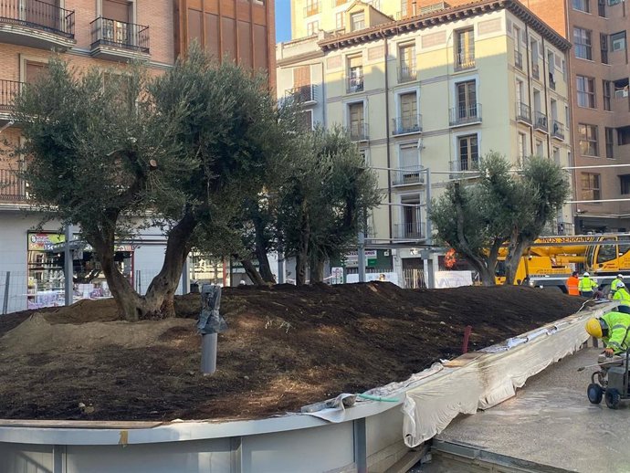 Se incorpora un tercer olivo a la plaza Salamero