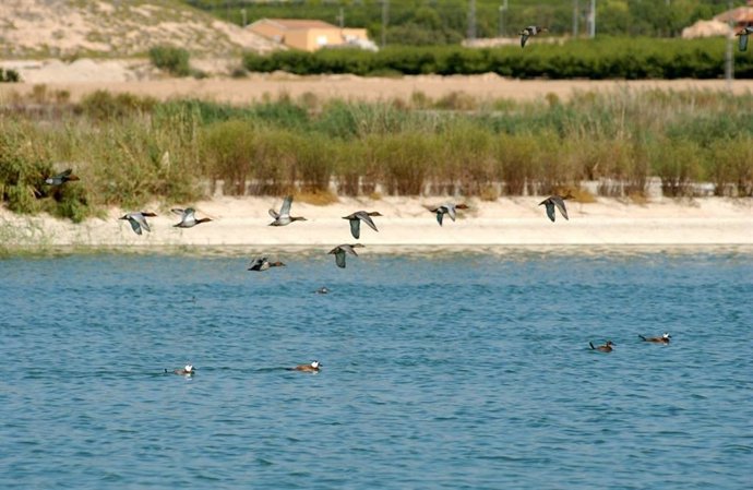 Diversas Aves Nadan Y Planean Sobre Las Lagunas De Campotéjar, En Molina De Segura, Abastecidas Con Aguas Regeneradas Por Las Depuradoras De La Comunidad Autónoma