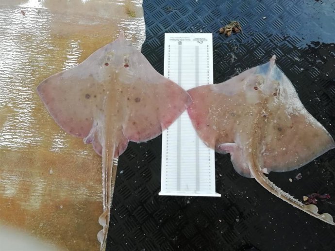 Ejemplar de raya blanca (Rostroraja alba)