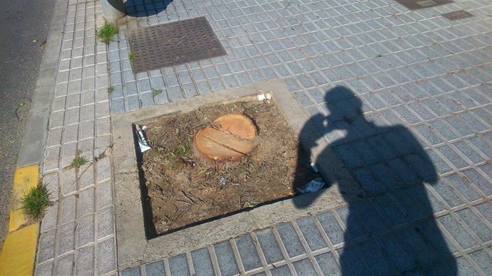 Archivo - Imagen de archivo de un alcorque vacío en Sevilla.