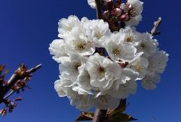 Los investigadores explicarán sus últimos proyectos sobre el cerezo.