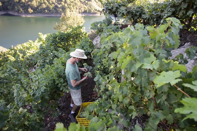 Archivo - Un vendimiador y cosechero recoge racimos de garnacha, a 9 de septiembre de 2022, en A Ribeira Sacra, Sober, Lugo, Galicia (España). Este año el grueso de la vendimia ha previsto una menor producción respecto a los 73 millones de kilos de uva 