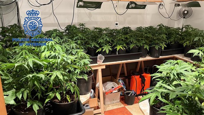 Plantación de marihuana