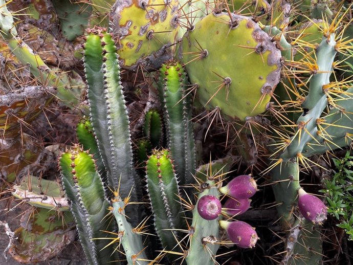 Ejemplares de tuno indio, una especie invasora del Neotrópico, compiten con el cardón, una especie endémica canaria de gran importancia ecológica