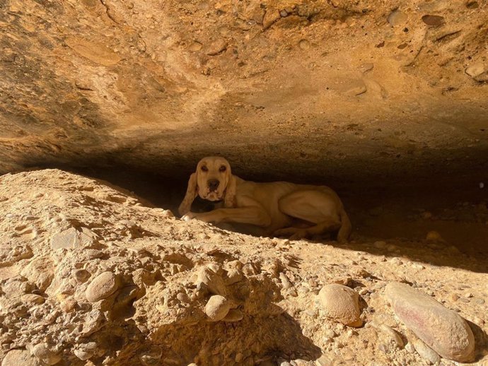 Perro enriscado en Huesca.