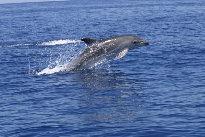 Archivo - Imagen de un delfín en el mar.