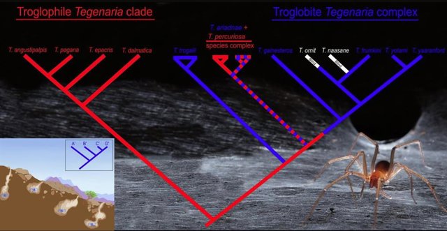 Gráfico relativo a las nuevas especies de araña