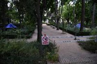 PP presentará en el Pleno de Cibeles una moción para debatir la tala de 300 árboles solicitada por el Gobierno central