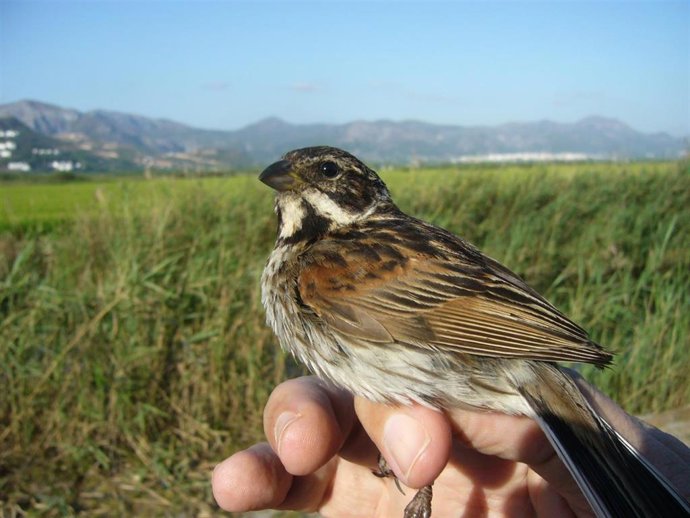 Ejemplar de escribano palustre iberoriental .