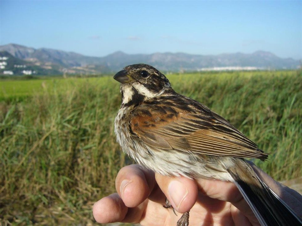 Ejemplar de escribano palustre iberoriental .