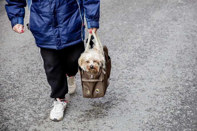 Archivo - Una mujer y su perro en imagen de archivo