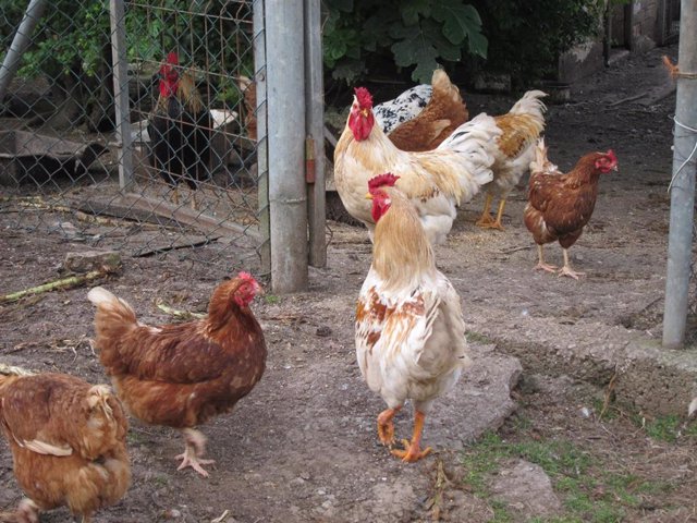 Archivo - Gallinas, rural.