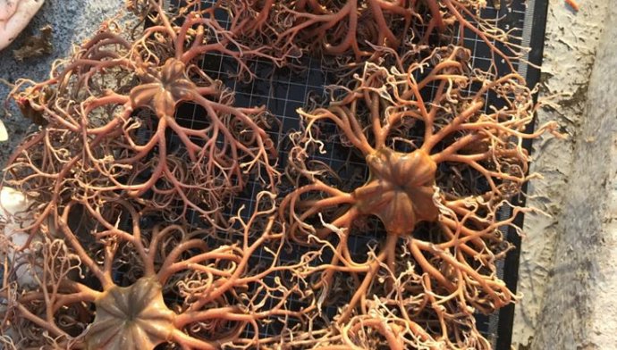 La ofiura es un tipo de equinodermo emparentado con las estrellas de mar