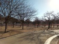 La Comunidad paraliza la tala de árboles y modifica la ampliación de la L11 en Madrid Río pero no reubicará la estación