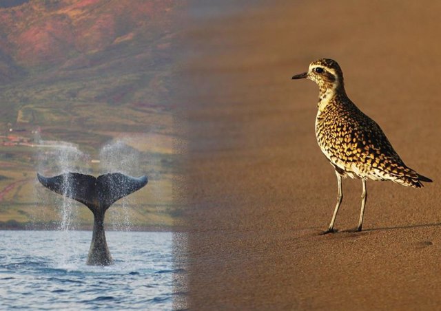 Kohala (ballena jorobada) y Kolea (chorlito dorado del Pacífico)