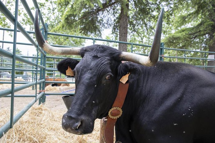 Archivo - Una vaca avileña, durante una muestra de ganado, en el primer día de la IV Feria del Ganado de El Escorial