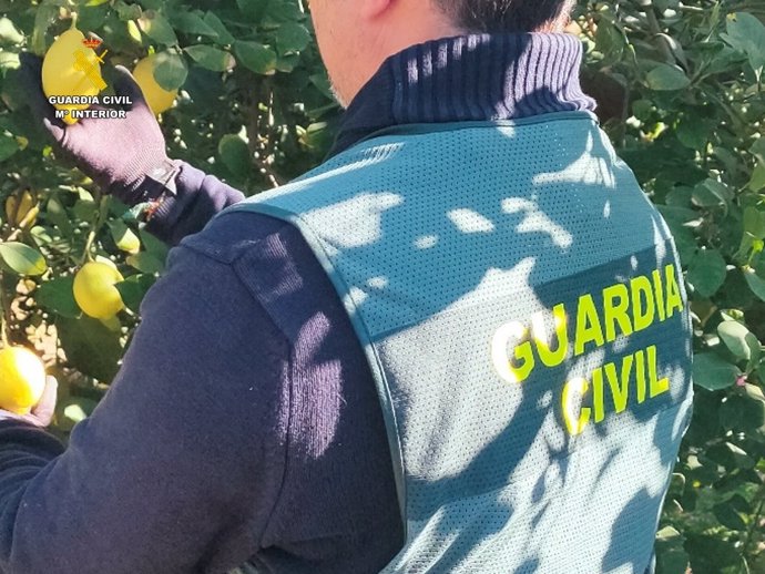 Agente de la Guardia Civil en un campo de limones