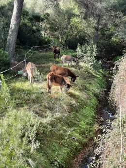 Burros para hacer una limpieza natural del Torrent de Coanegra