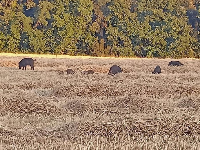 Ejemplares de jabalíes