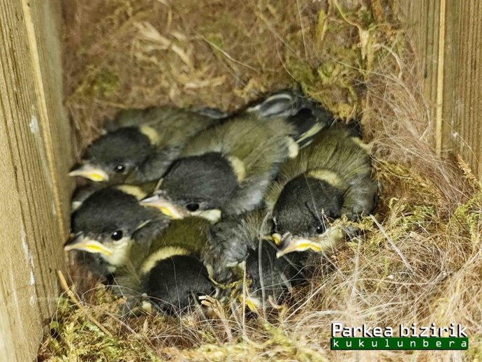 Una de las cajas nido de Parkea Bizirik