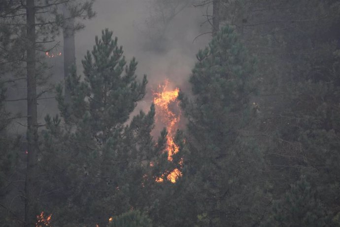 Archivo - Árboles ardiendo en un incendio forestal en la zona de Peñas Negras,  Ortuella (Bizkaia)