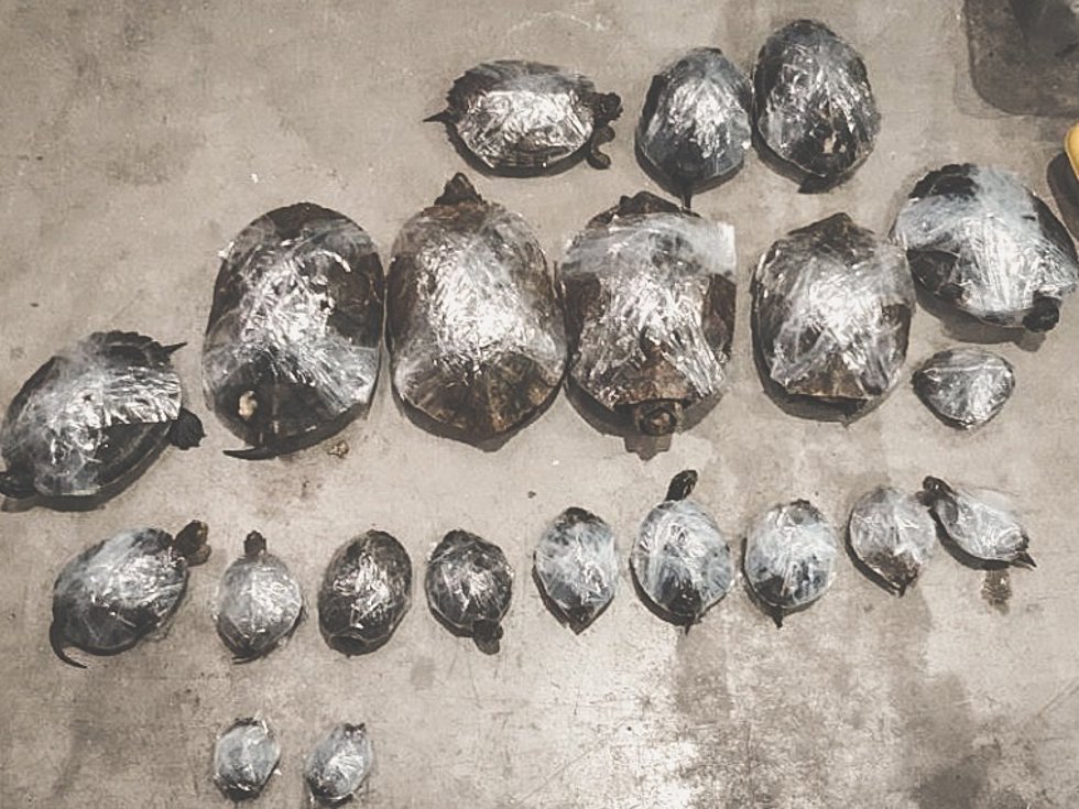 Galápagos exóticos encontrados en una empresa de paquetería de Arganda del Rey.