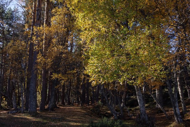 Árboles en el Abedular de Canencia, a 6 de noviembre de 2022, en Canencia (Madrid).