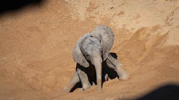 Makena, la primera cría de elefante nacida en Bioparc