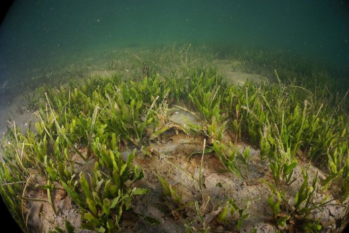 Praderas de Caulerpa prolifera en el Mar Meno