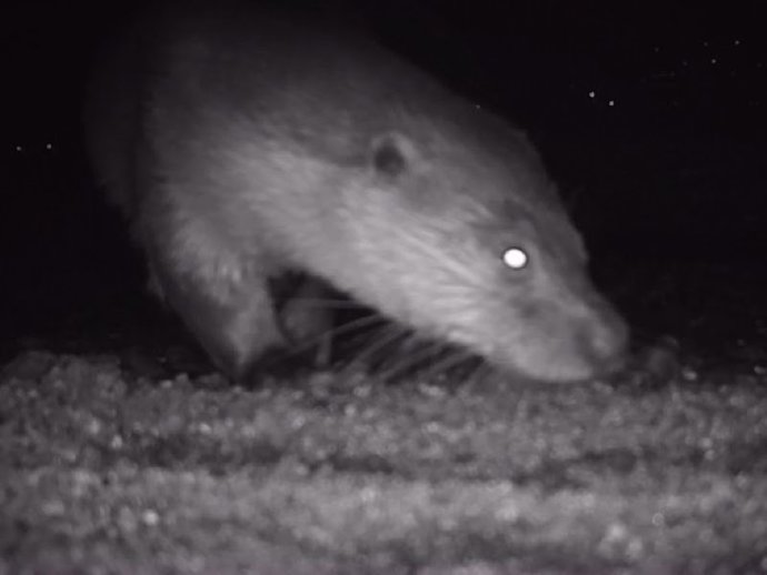 Ejemplar de nutria captado