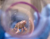 Foto: Investigadores observan que la ilimitada fertilidad de las ratas topo desnudas podría ayudar a frenar la menopausia