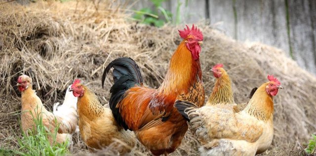 El Departamento de Agricultura del Gobierno de Aragón promueve jornadas informativas frente a la gripe aviar