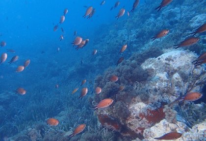 Proyecto LIFE A-MAR Natura 2000 promoverá la conservación de zonas marinas  mediterráneas con acciones de concienciación