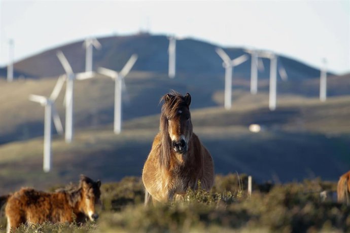 Archivo - Un caballo observa los aerogeneradores del Parque eólico de Tronceda, en la Serra do Xistral, en la comarca de Terra Cha, a 22 de febrero de 2022, en Mondoñedo, en Lugo, Galicia (España). La nueva ley de eólicos que prepara la Xunta de Galicia