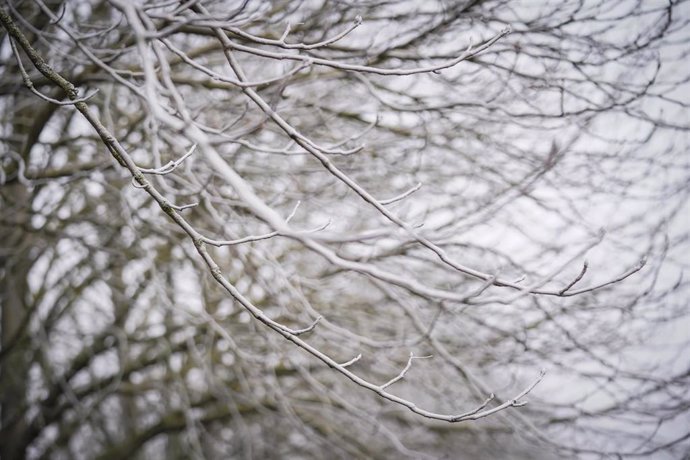 Ramas de un árbol cubiertas de nieve, a 9 de febrero de 2023, en Vitoria-Gasteiz, Álava, País Vasco (España).