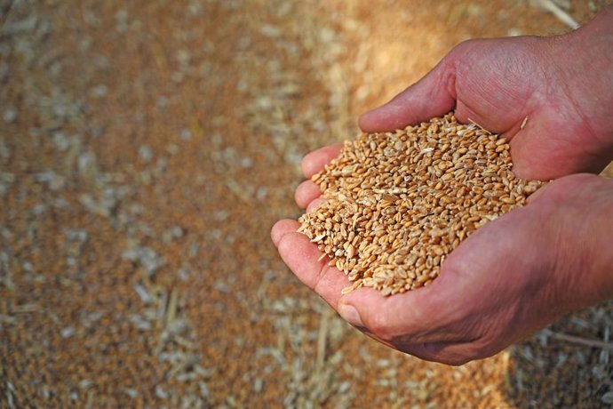 Archivo - Un granjero sostiene granos de trigo en Alemania.