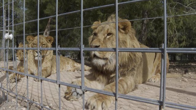 AAP España rehabilita a nueve leones rescatados de Ucrania en su centro de Villena (Alicante)