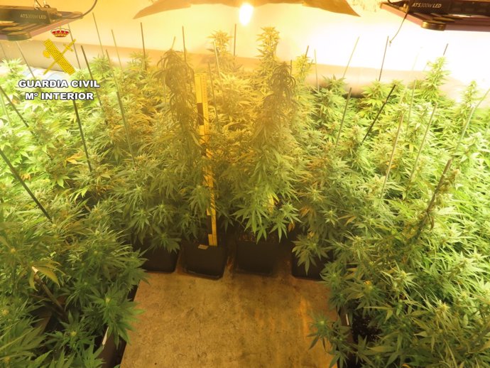 La Guardia Civil detiene a una persona por un delito contra la salud pública y desmantela una plantación indoor de marihuana