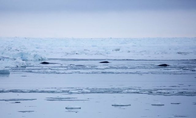 Tres ballenas cabeza de arco respiran cerca del hielo