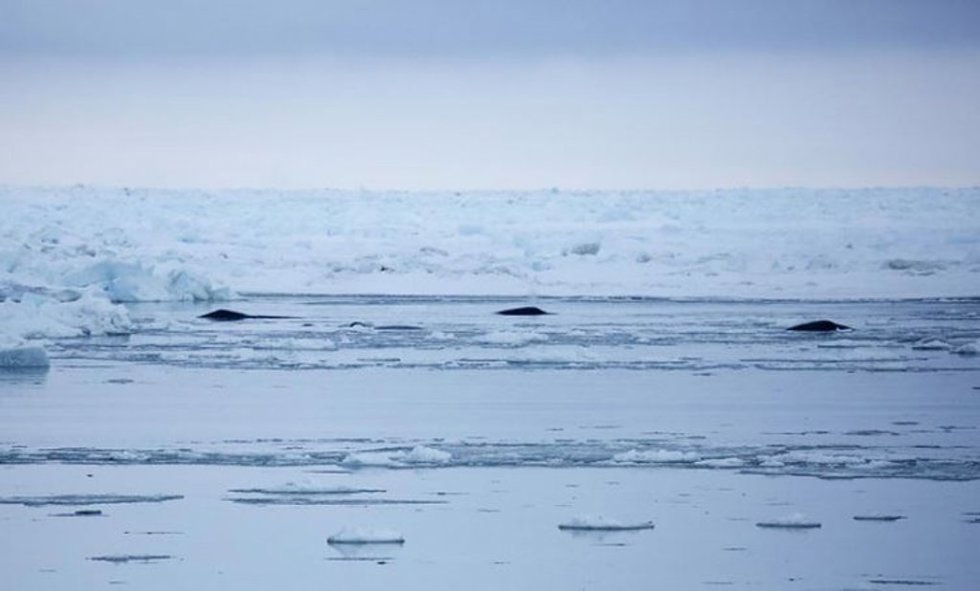 Tres ballenas cabeza de arco respiran cerca del hielo