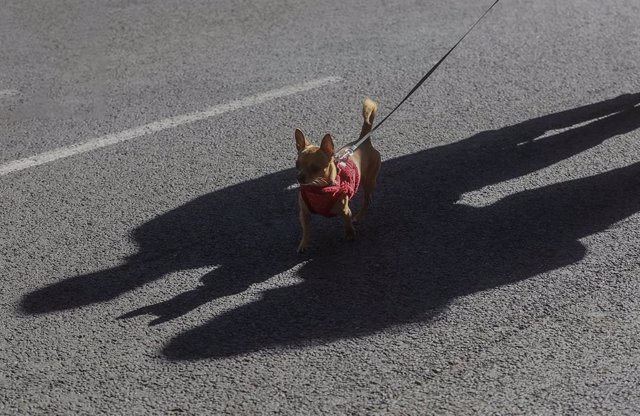 Archivo - Una persona asiste junto a su perro a la tradicional bendición y desfile de animales con motivo de la festividad de San Antonio Abad